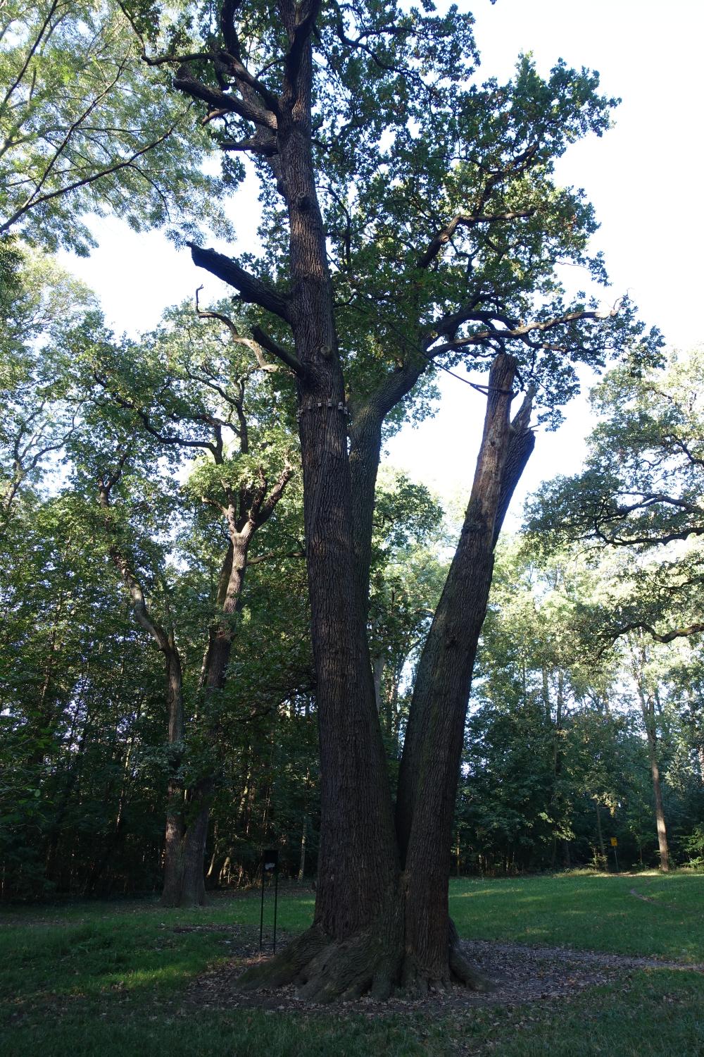 2_památné_duby_na_palouku_v_Satalické_bažantnici