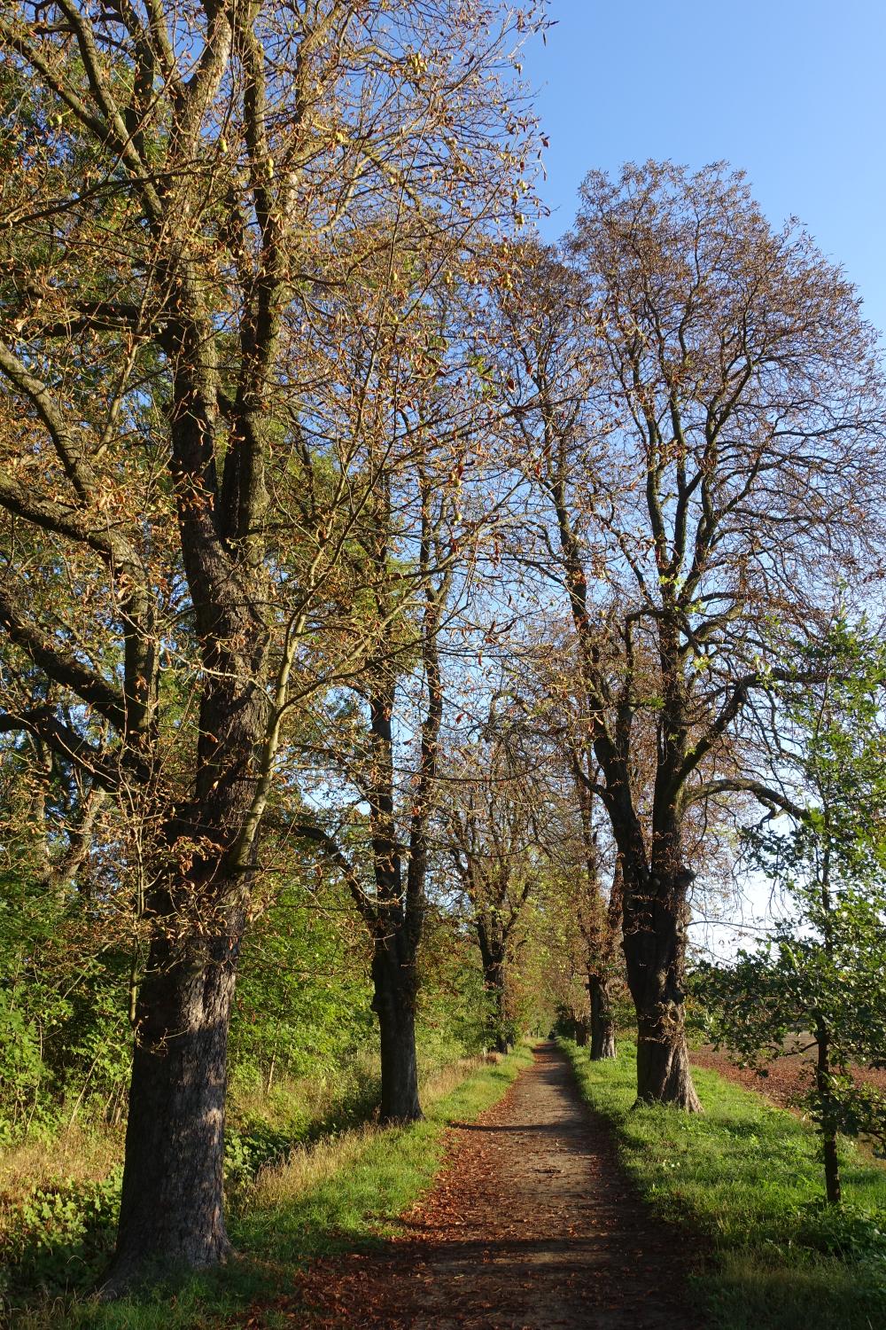 3_jirovcová_alej_propojujicí_Satalickou_bažantnici_a_Vinořský_park
